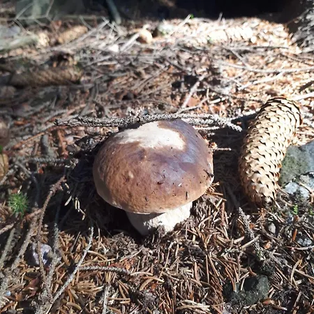 Nyaraló Kolej Na Sudety Leszczyniec