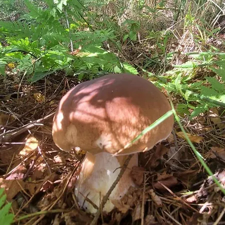 Kolej Na Sudety Nyaraló