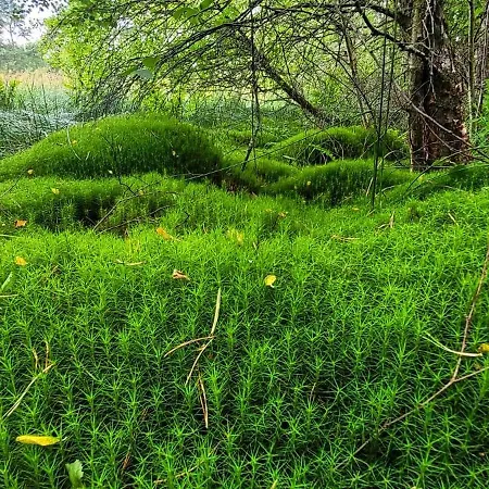 Kolej Na Sudety * Leszczyniec