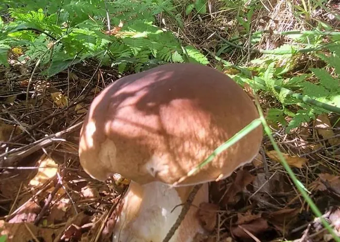 Kolej Na Sudety Casa de Férias