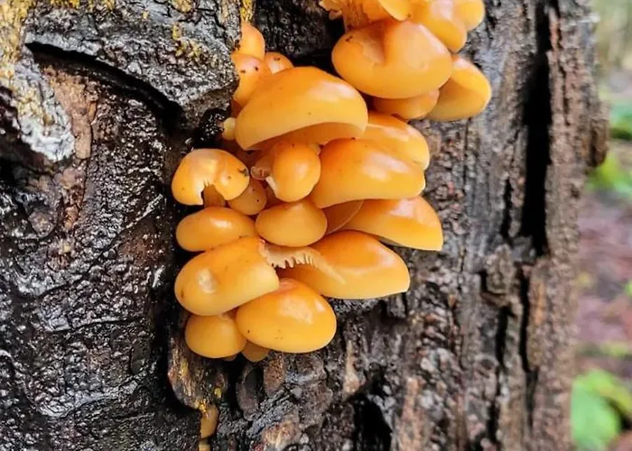 Casa de Férias Kolej Na Sudety