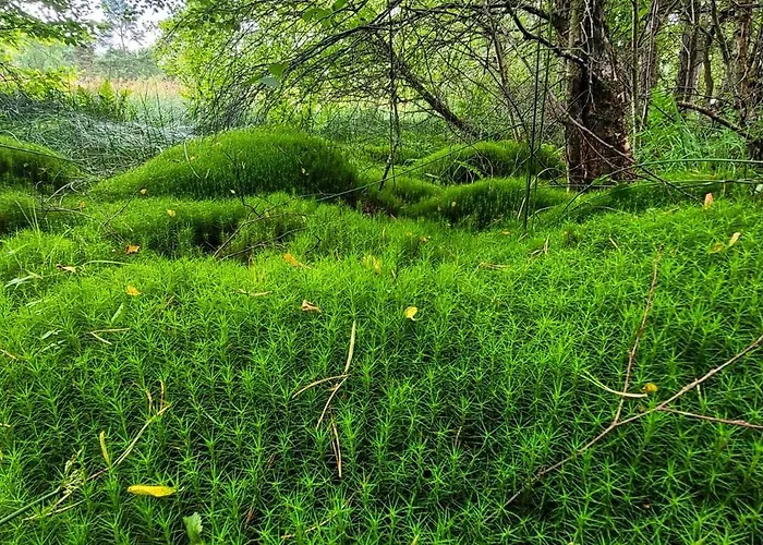 Kolej Na Sudety * Leszczyniec