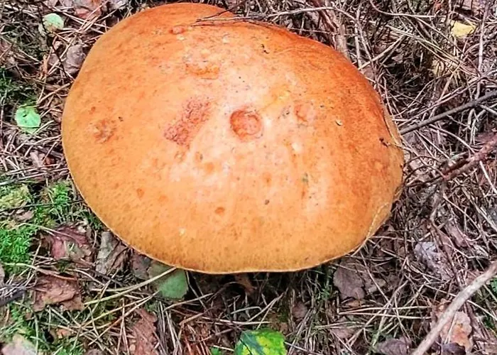 Ferienhaus Kolej Na Sudety Leszczyniec